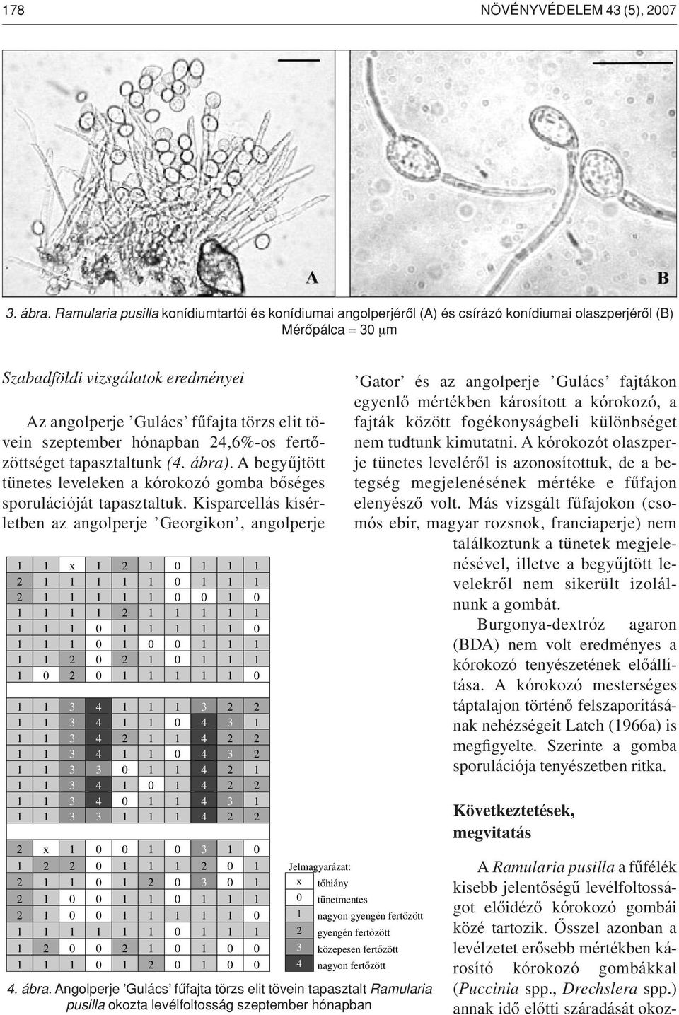 tövein szeptember hónapban 24,6%-os fertôzöttséget tapasztaltunk (4. ábra). A begyûjtött tünetes leveleken a kórokozó gomba bôséges sporulációját tapasztaltuk.