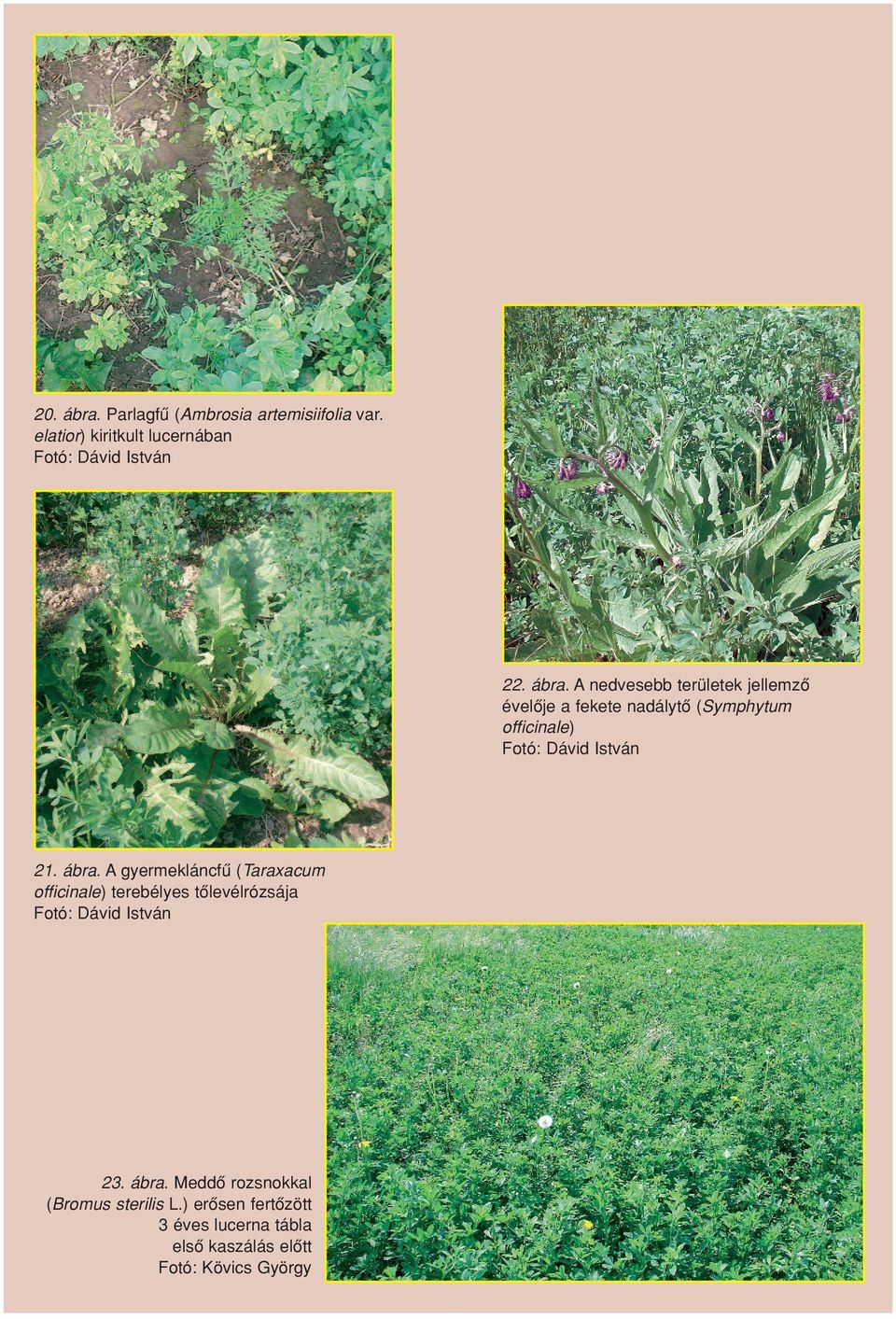 A nedvesebb területek jellemzô évelôje a fekete nadálytô (Symphytum officinale) Fotó: Dávid István 21.