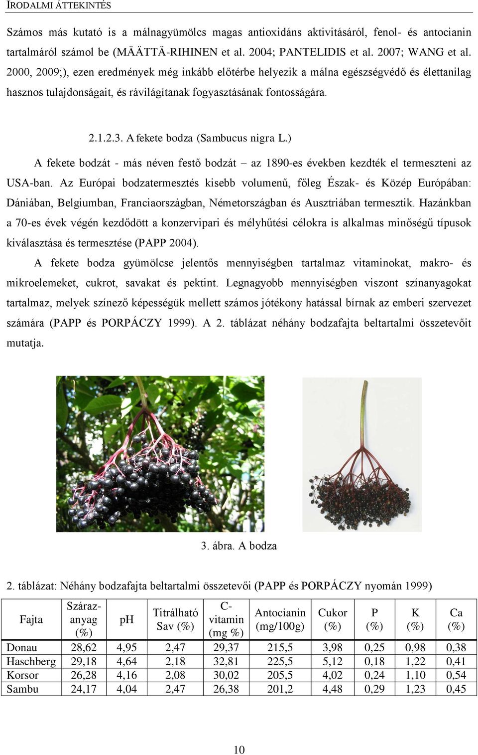 A fekete bodza (Sambucus nigra L.) A fekete bodzát - más néven festő bodzát az 1890-es években kezdték el termeszteni az USA-ban.