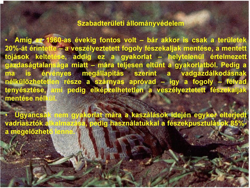 Pedig a ma is érvényes megállapítás szerint a vadgazdálkodásnak nélkülözhetetlen része a szárnyas apróvad így a fogoly félvad tenyésztése, ami pedig elképzelhetetlen