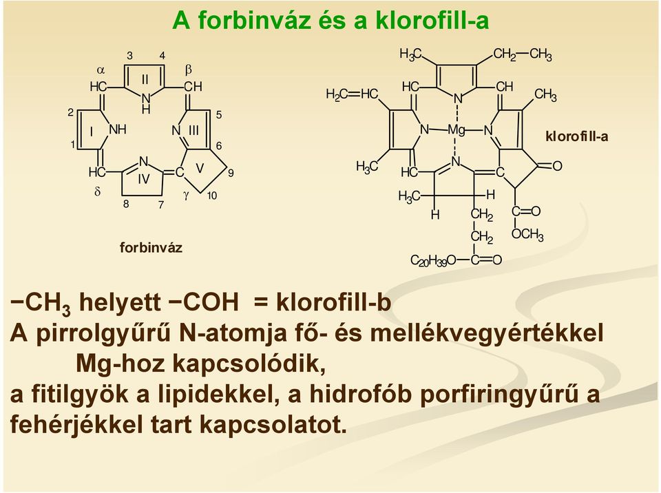 2 C CH 3 CH 3 helyett CH = klorofill-b A pirrolgyűrű -atomja fő- és mellékvegyértékkel Mg-hoz