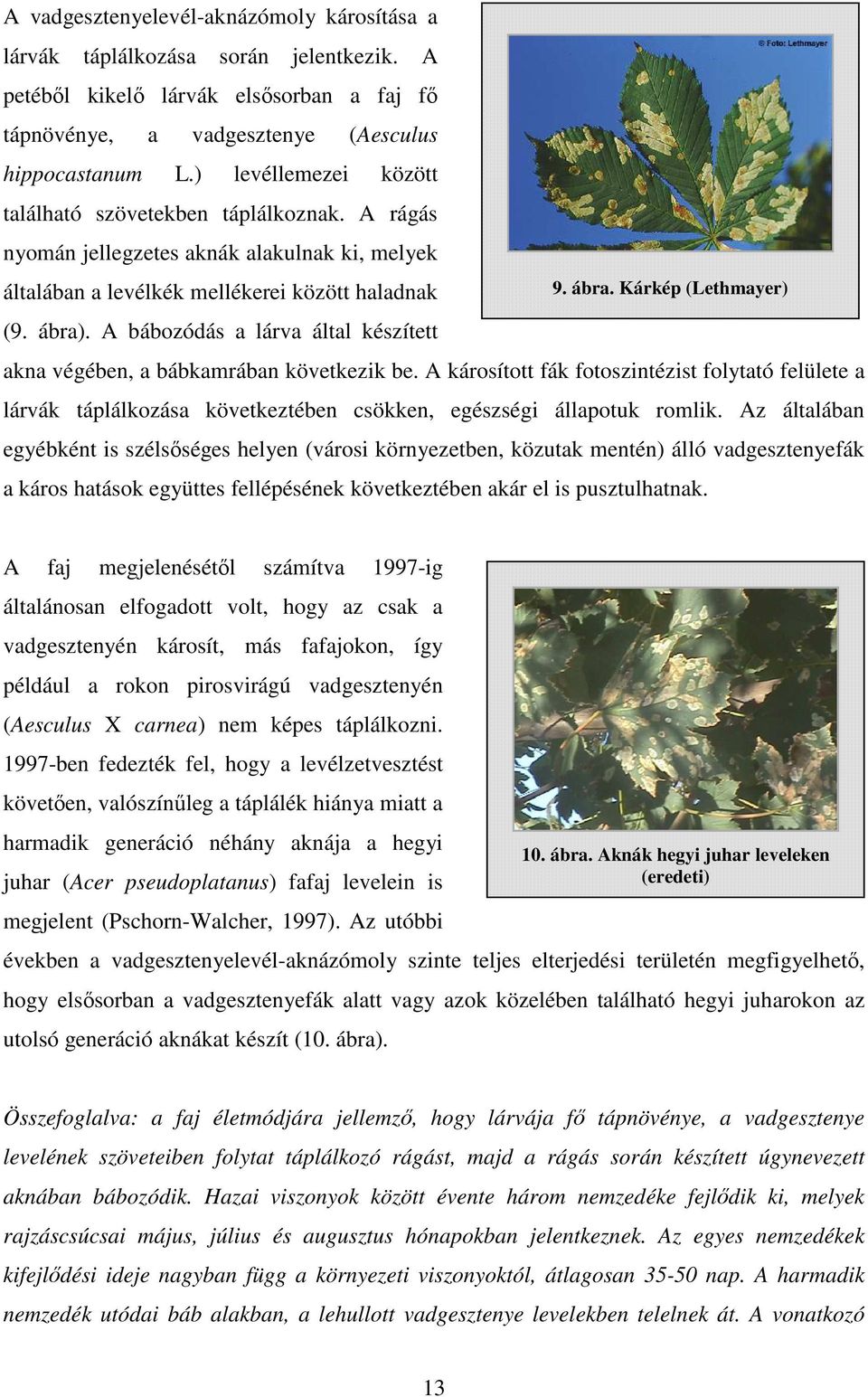 A bábozódás a lárva által készített 9. ábra. Kárkép (Lethmayer) akna végében, a bábkamrában következik be.