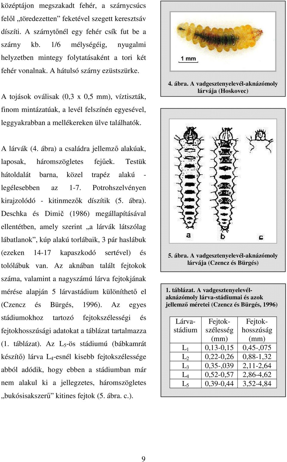 A tojások oválisak (0,3 x 0,5 mm), víztiszták, finom mintázatúak, a levél felszínén egyesével, leggyakrabban a mellékereken ülve találhatók. 4. ábra.