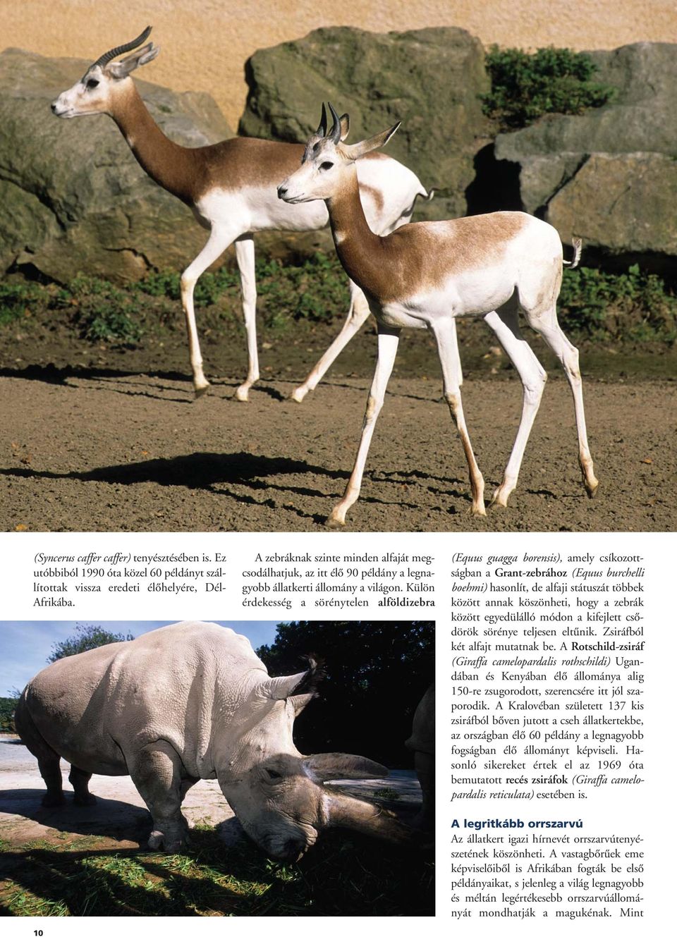 Külön érdekesség a sörénytelen alföldi zebra (Equus guagga borensis), amely csíkozottságban a Grant-zebrához (Equus burchelli boehmi) hasonlít, de alfaji státuszát többek között annak köszönheti,