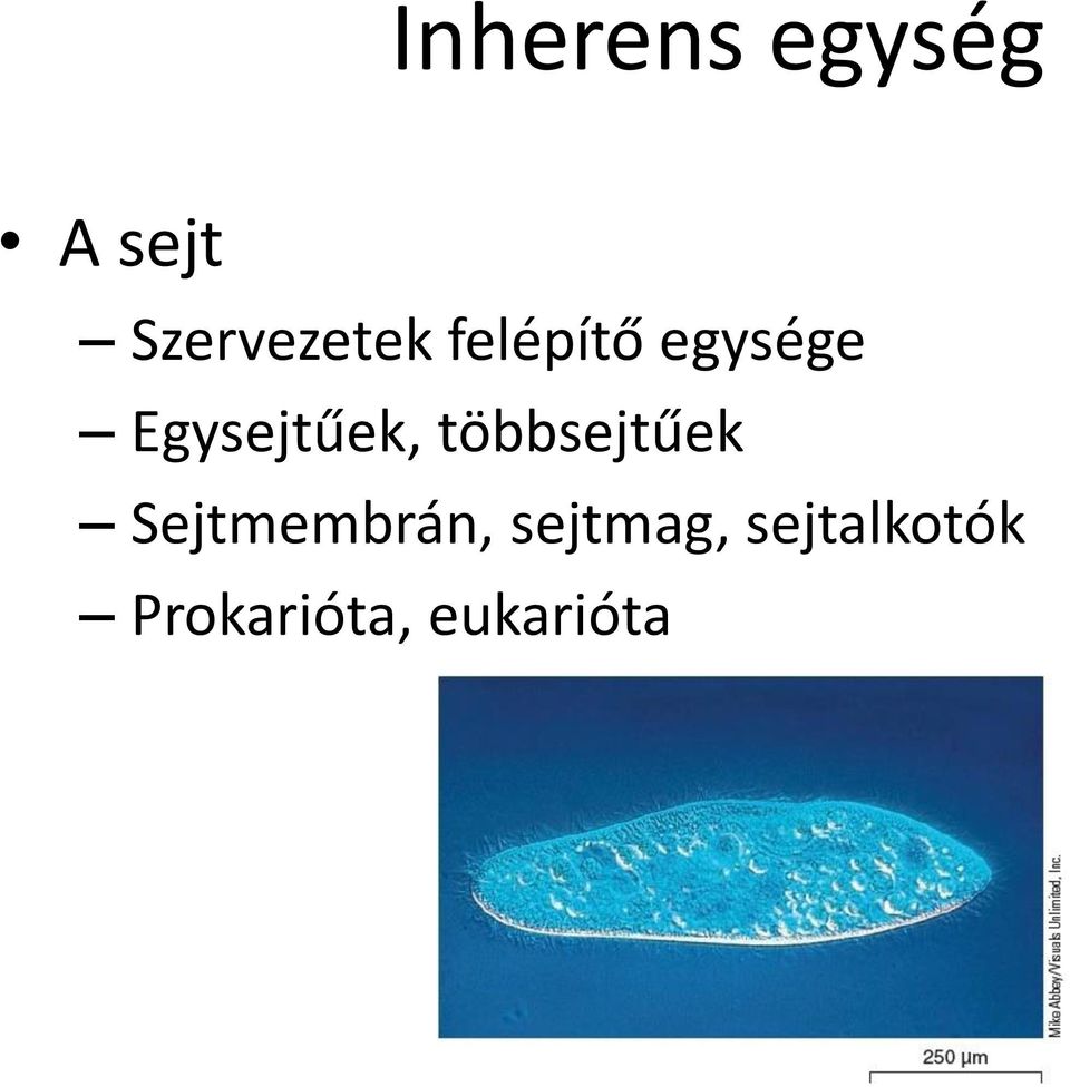 Egysejtűek, többsejtűek