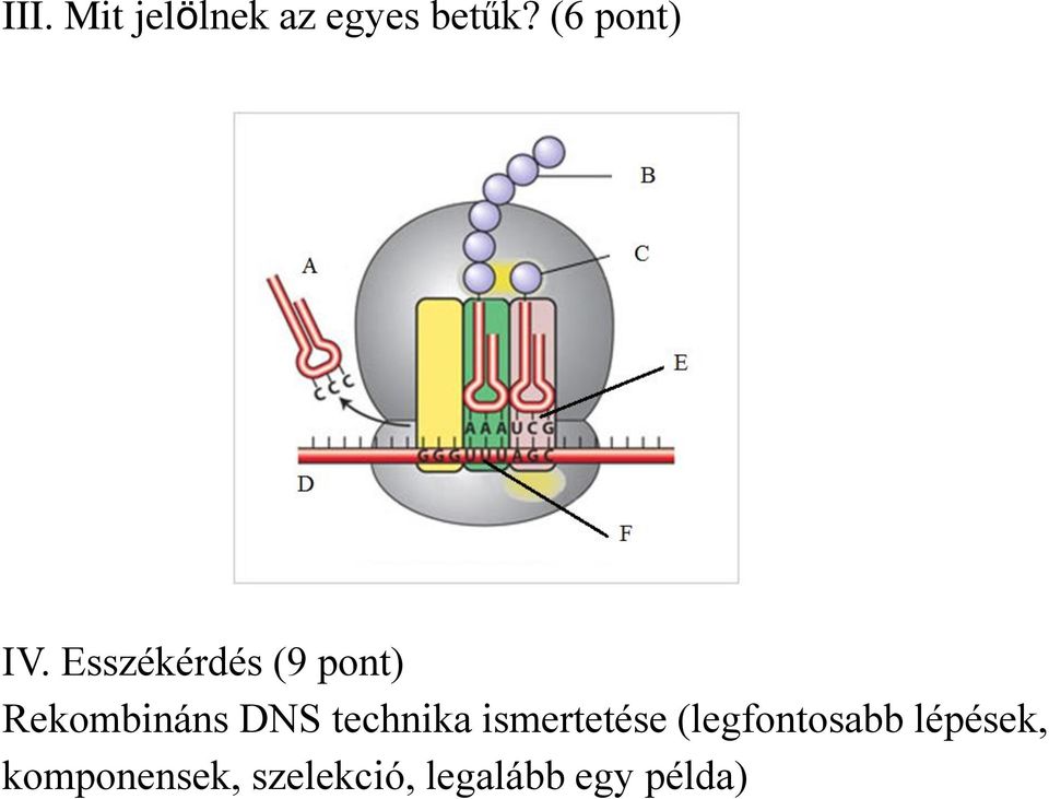 Esszékérdés (9 pont) Rekombináns DNS