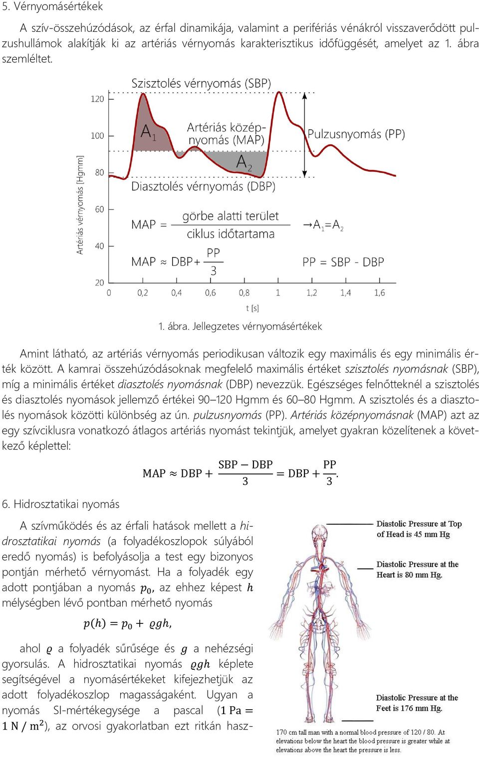 A kamrai összehúzódásoknak megfelelő maximális értéket szisztolés nyomásnak (SBP), míg a minimális értéket diasztolés nyomásnak (DBP) nevezzük.