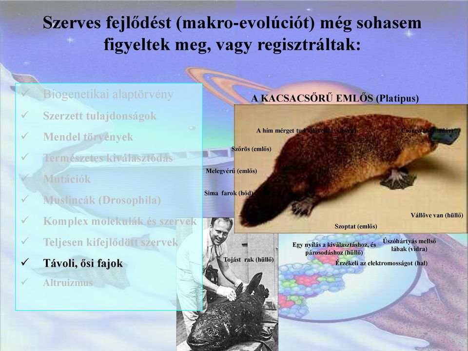 KACSACSŐRŰ EMLŐS (Platipus) Szőrös (emlős) Melegvérű (emlős) Sima farok (hód) Tojást rak (hüllő) A hím mérget tud kilövellni (vipera) Szoptat (emlős)