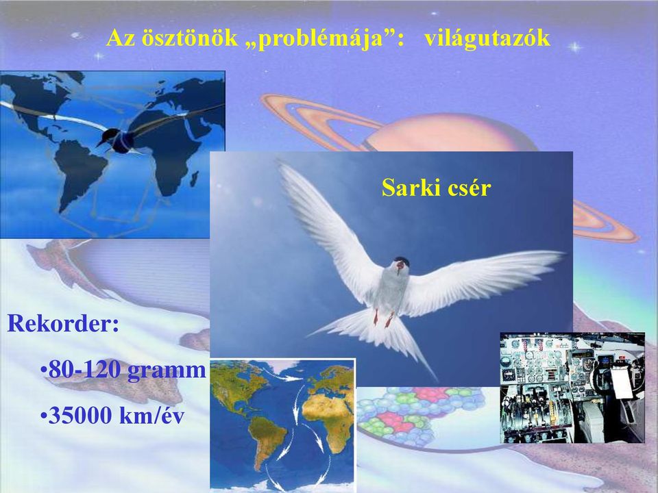 világutazók Sarki