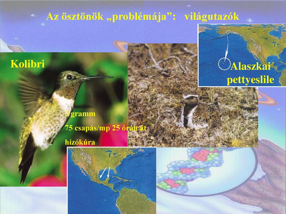 Alaszkai pettyeslile 3
