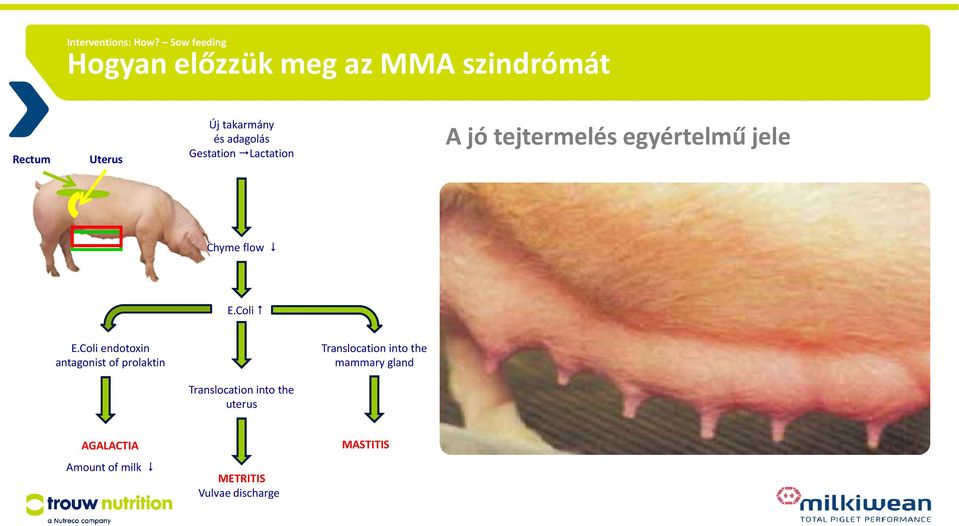 adagolás Gestation Lactation A jó tejtermelés egyértelmű jele Chyme flow E.Coli E.