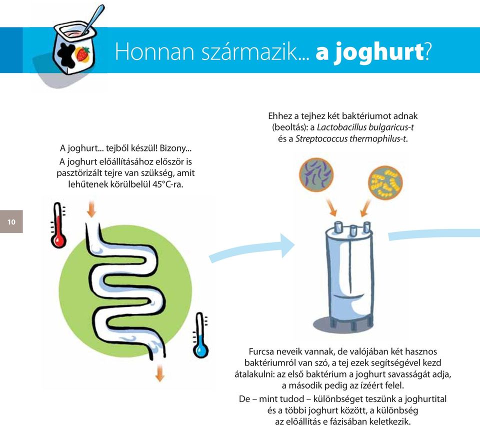 Ehhez a tejhez két baktériumot adnak (beoltás): a Lactobacillus bulgaricus-t és a Streptococcus thermophilus-t.