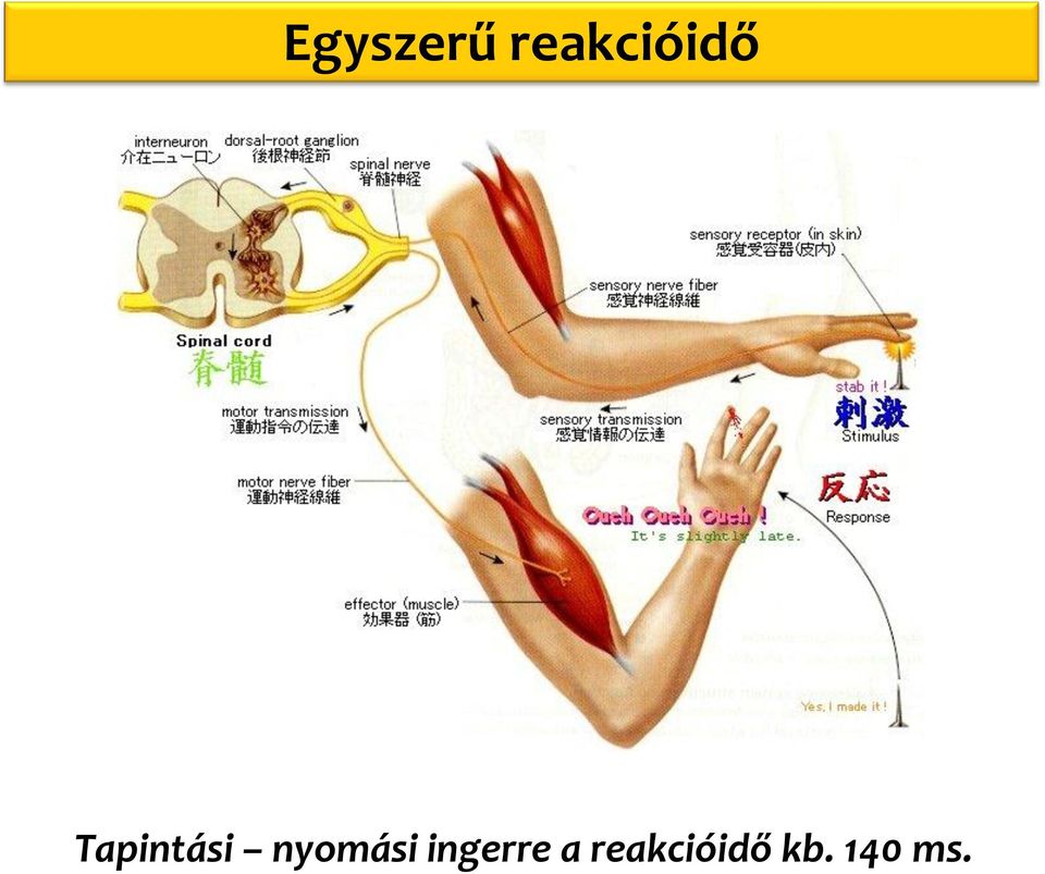 Tapintási nyomási