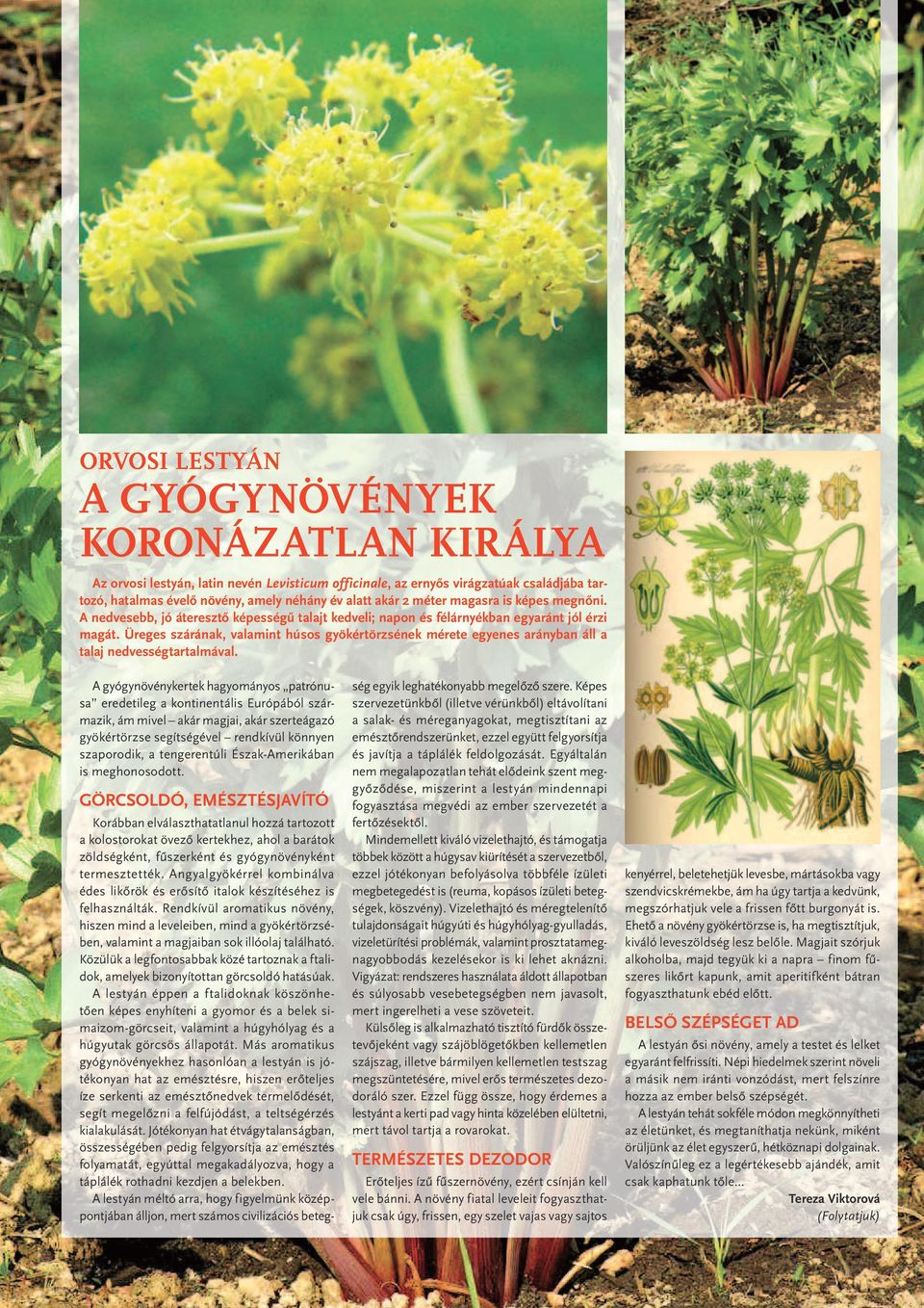Üreges szárának, valamint húsos gyökértörzsének mérete egyenes arányban áll a talaj nedvességtartalmával.