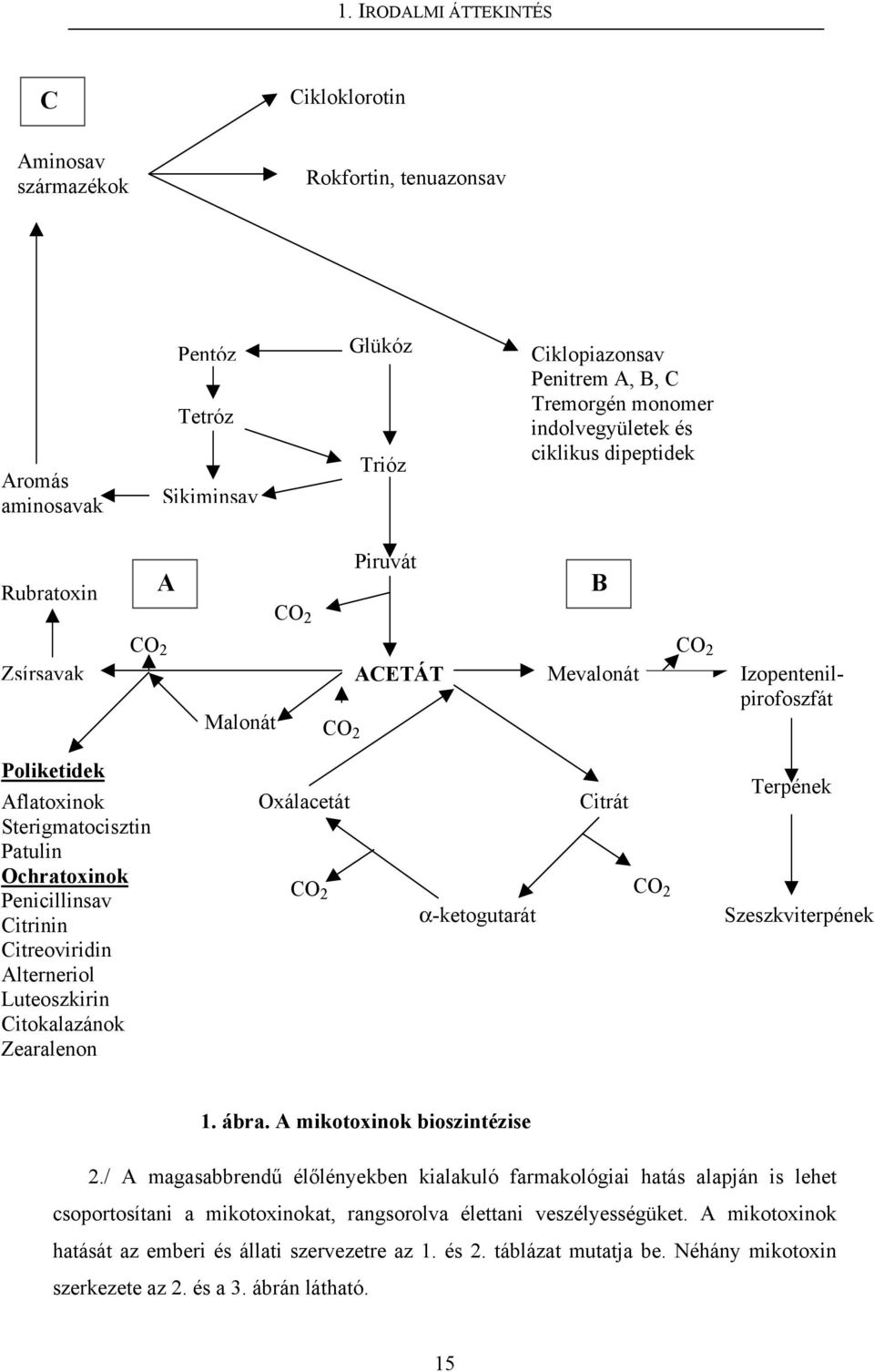 Ochratoxinok Penicillinsav Citrinin Citreoviridin Alterneriol Luteoszkirin Citokalazánok Zearalenon Oxálacetát Citrát CO 2 CO 2 α-ketogutarát Terpének Szeszkviterpének 1. ábra.