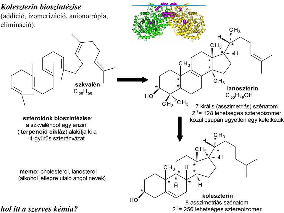 szénatom 2 7 = 128 lehetséges sztereoizomer közül csupán egyetlen egy keletkezik memo: cholesterol, lanosterol (alkohol