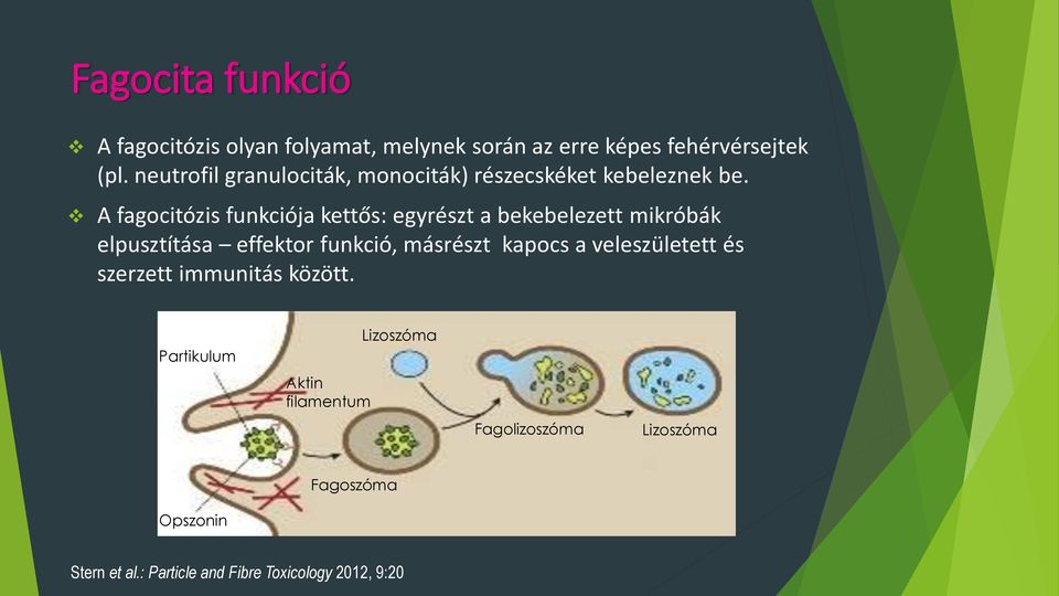 A fagocitózis funkciója kettős: egyrészt a bekebelezett mikróbák elpusztítása effektor funkció, másrészt kapocs