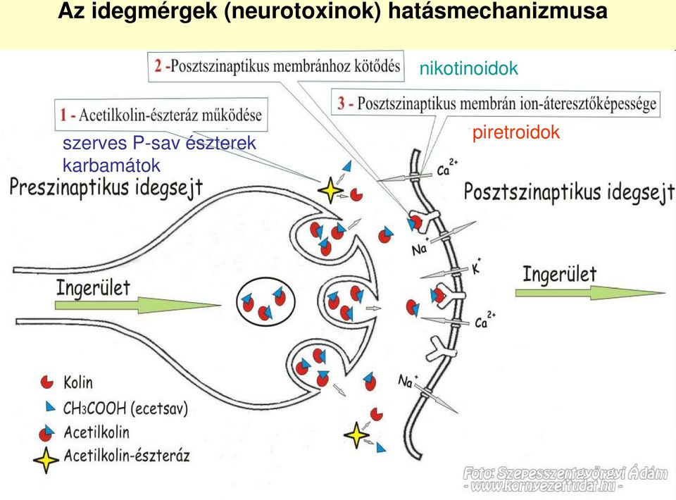 hatásmechanizmusa