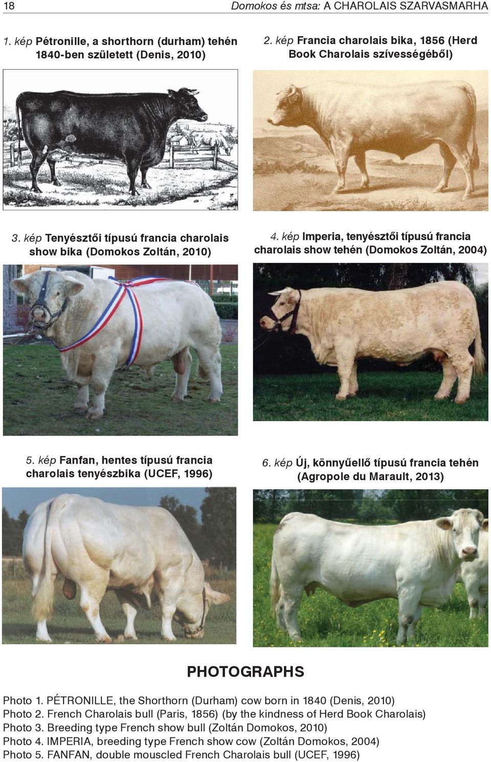 kép Fanfan, hentes típusú francia charolais tenyészbika (UCEF, 1996) 6. kép Új, könnyűellő típusú francia tehén (Agropole du Marault, 2013) PHOTOGRAPHS Photo 1.