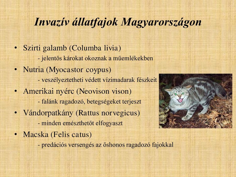 nyérc (Neovison vison) - falánk ragadozó, betegségeket terjeszt Vándorpatkány (Rattus norvegicus)