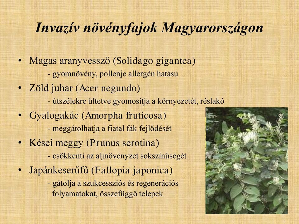 fruticosa) - meggátolhatja a fiatal fák fejlődését Kései meggy (Prunus serotina) - csökkenti az aljnövényzet