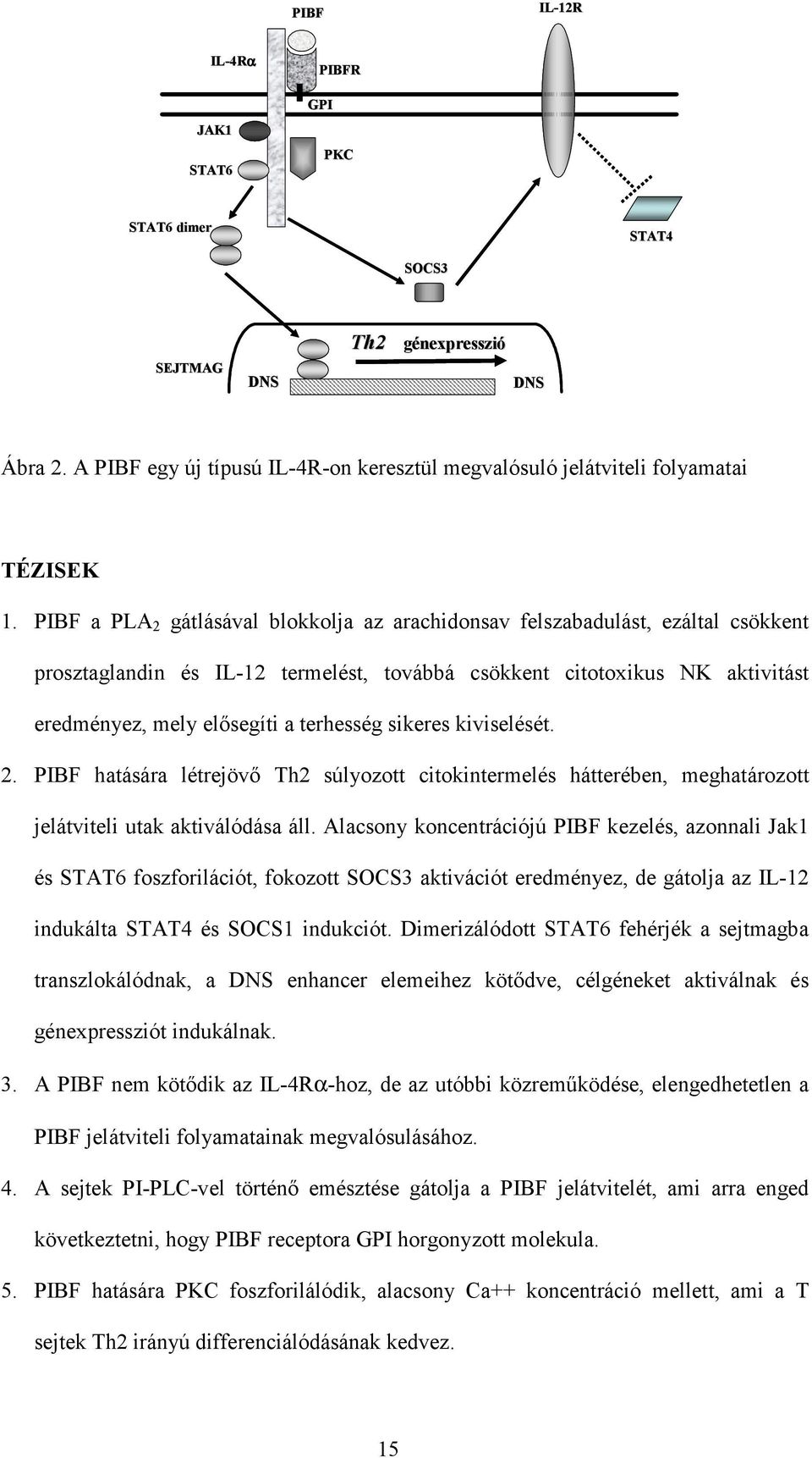 sikeres kiviselését. 2. PIBF hatására létrejövő Th2 súlyozott citokintermelés hátterében, meghatározott jelátviteli utak aktiválódása áll.