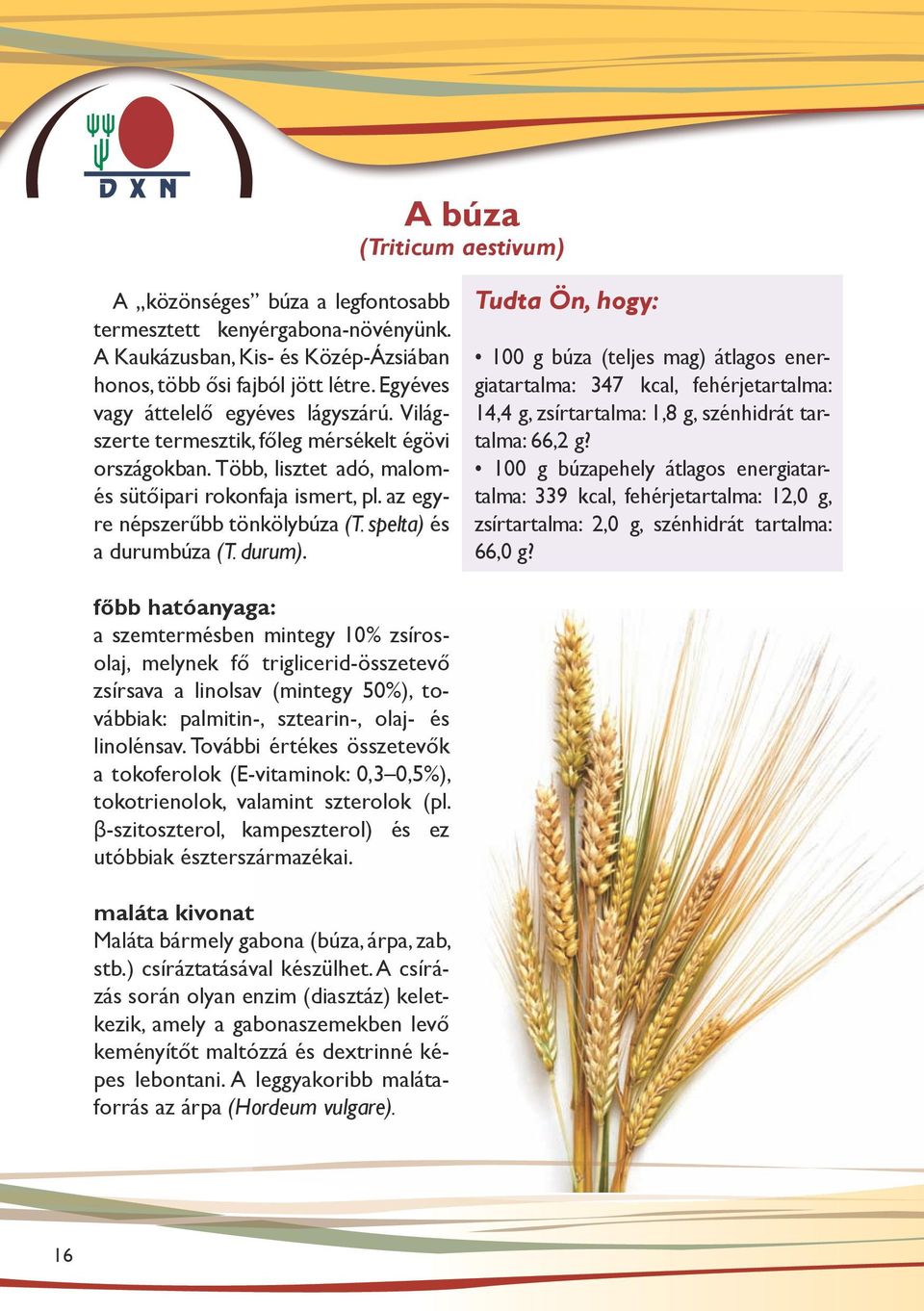 spelta) és a durumbúza (T. durum). 100 g búza (teljes mag) átlagos energiatartalma: 347 kcal, fehérjetartalma: 14,4 g, zsírtartalma: 1,8 g, szénhidrát tartalma: 66,2 g?