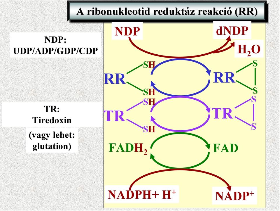 reduktáz reakció (RR) RR TR DP FAD 2 S S