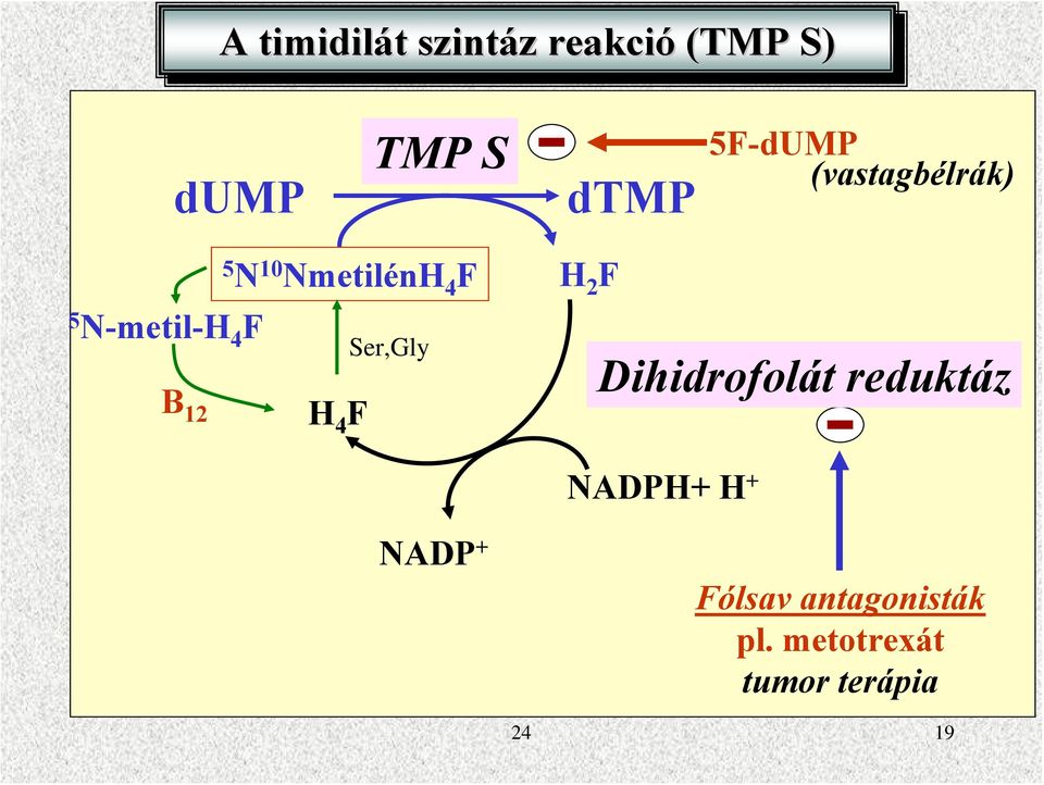 4 F B 12 4 F Ser,Gly ADP + Dihidrofolát reduktáz ADP+