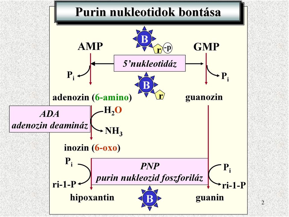 B r guanozin P i inozin (6-oxo) P i PP P i purin