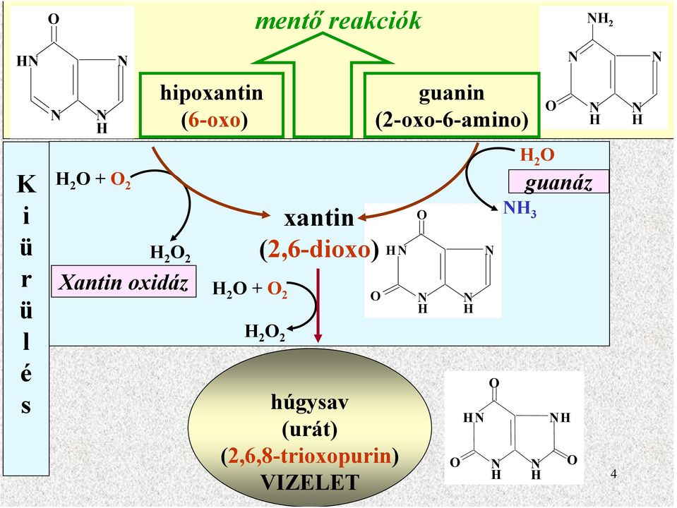 Xantin oxidáz 2 + 2 xantin (2,6-dioxo) 2 2