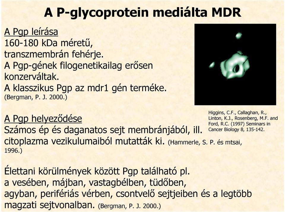 citoplazma vezikulumaiból mutatták ki. (Hammerle, S. P. és mtsai, 1996.) Higgins, C.F., Callaghan, R., Linton, K.J., Rosenberg, M.F. and Ford, R.C. (1997) Seminars in Cancer Biology 8, 135-142.