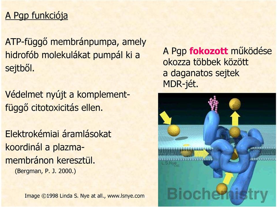 A Pgp fokozott mőködése okozza többek között a daganatos sejtek MDR-jét.