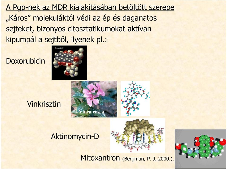 citosztatikumokat aktívan kipumpál a sejtbıl, ilyenek pl.