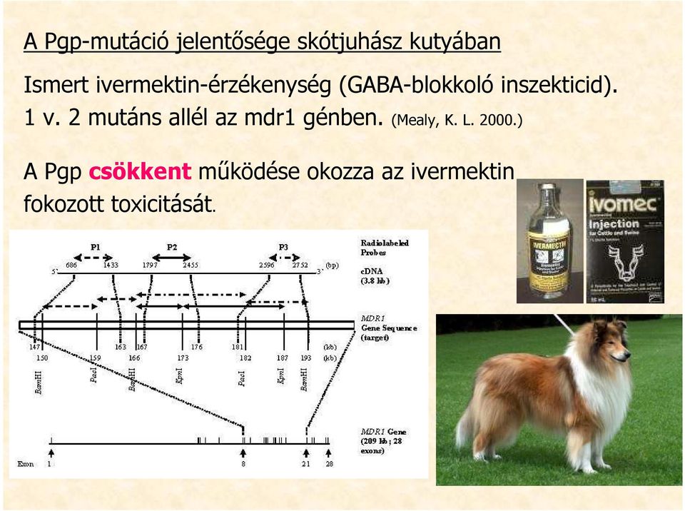 2 mutáns allél az mdr1 génben. (Mealy, K. L. 2000.