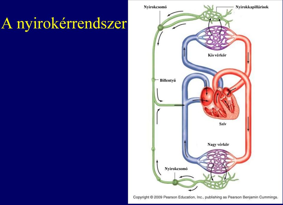 nyirokérrendszer Kis