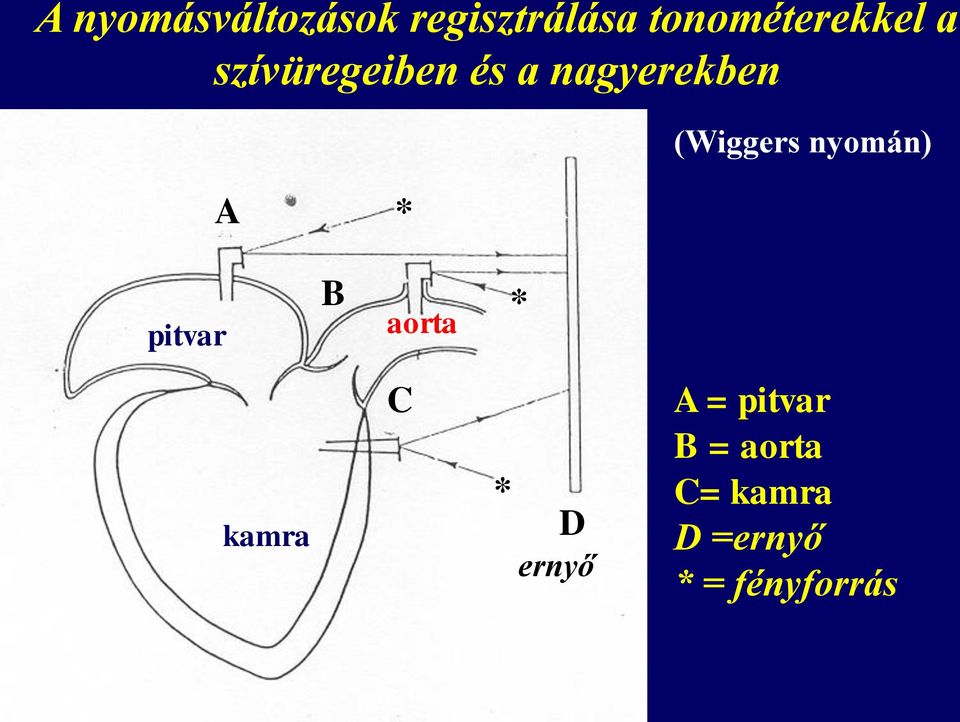 nyomán) pitvar B aorta * kamra C * D ernyő A =