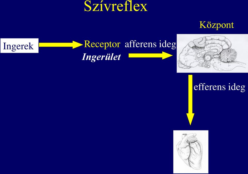 Ingerület afferens