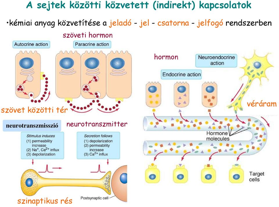 jelfogó rendszerben szöveti hormon hormon szövet