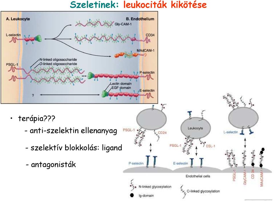 ?? - anti-szelektin