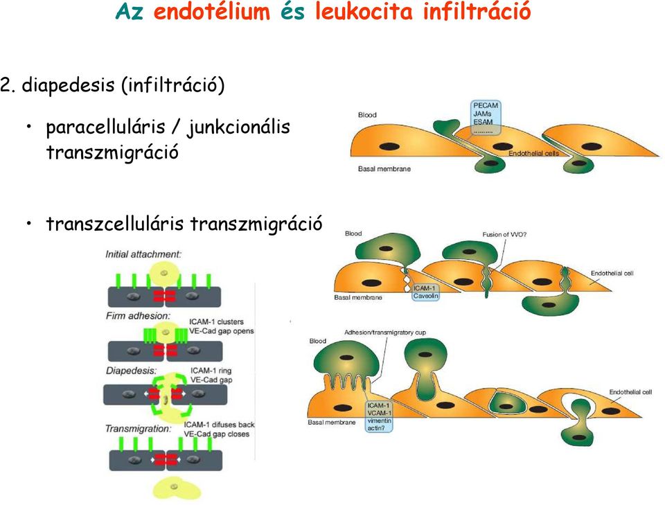 diapedesis (infiltráció)