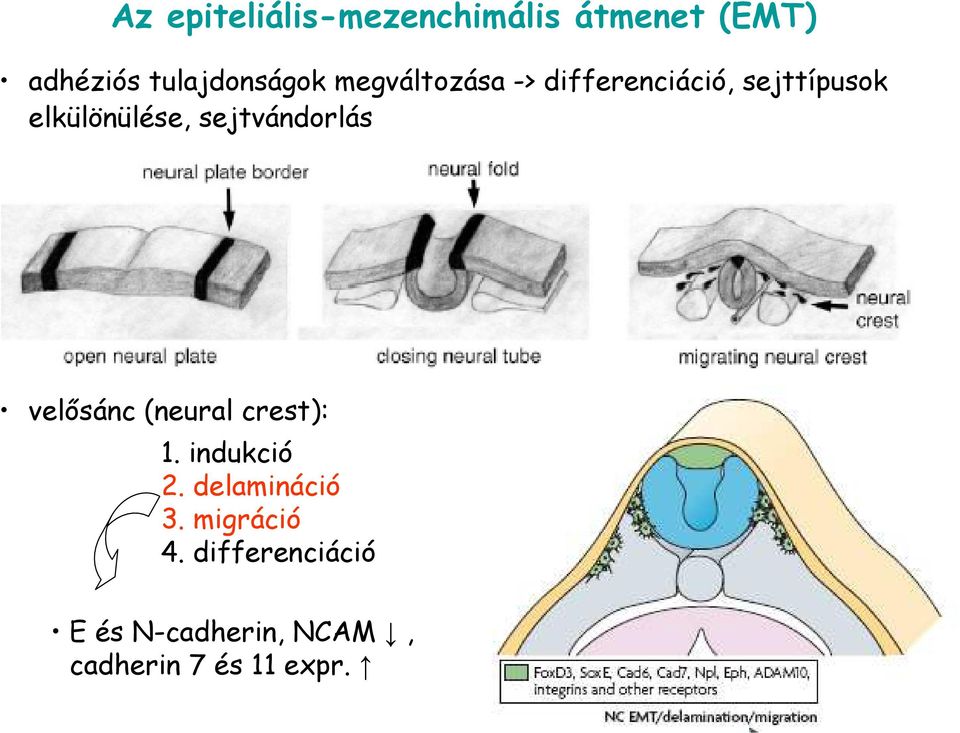 sejtvándorlás velısánc (neural crest): 1. indukció 2.