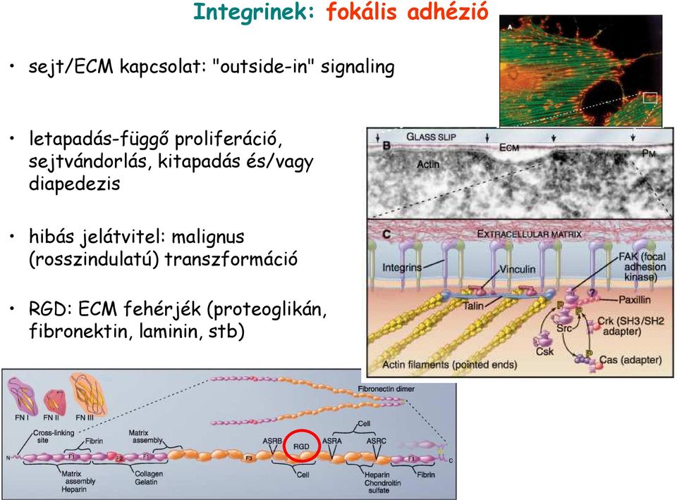 és/vagy diapedezis hibás jelátvitel: malignus (rosszindulatú)