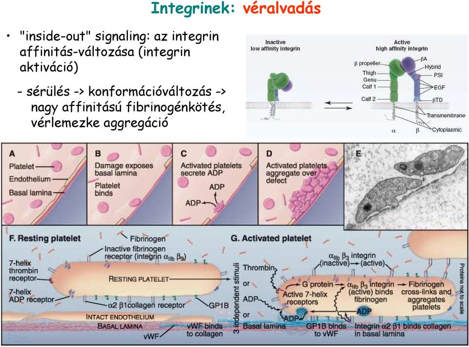 sérülés -> konformációváltozás -> nagy