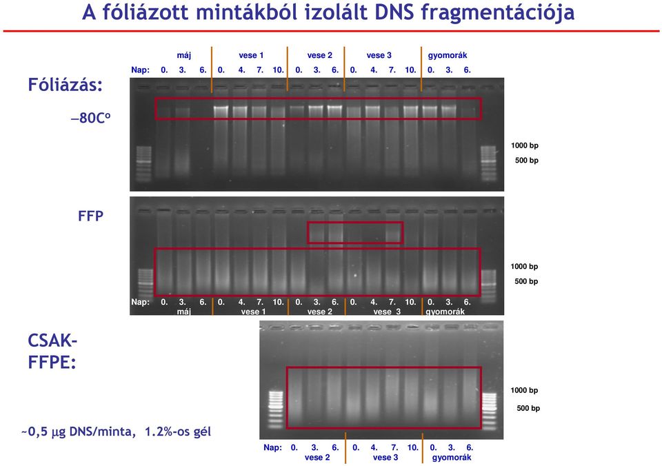 2%-os gél Nap: 0. 3. 6. 0. 4. 7. 10. 0. 3. 6. vese 2 vese 3 gyomorák