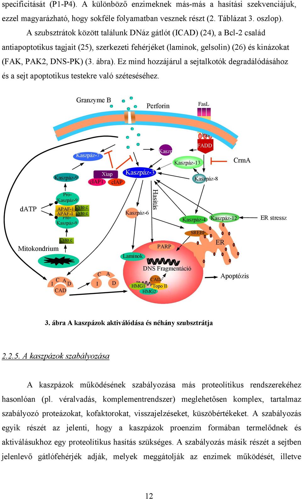 Ez mind hozzájárul a sejtalkotók degradálódásához és a sejt apoptotikus testekre való széteséséhez.