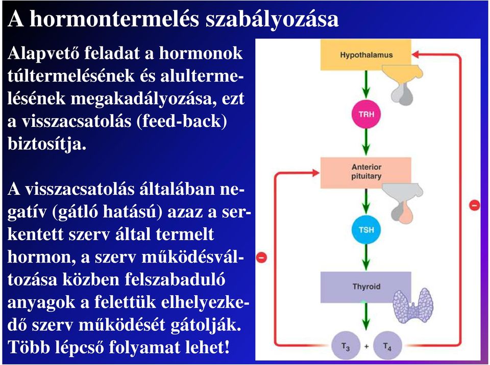 A visszacsatolás általában negatív (gátló hatású) azaz a serkentett szerv által termelt hormon,