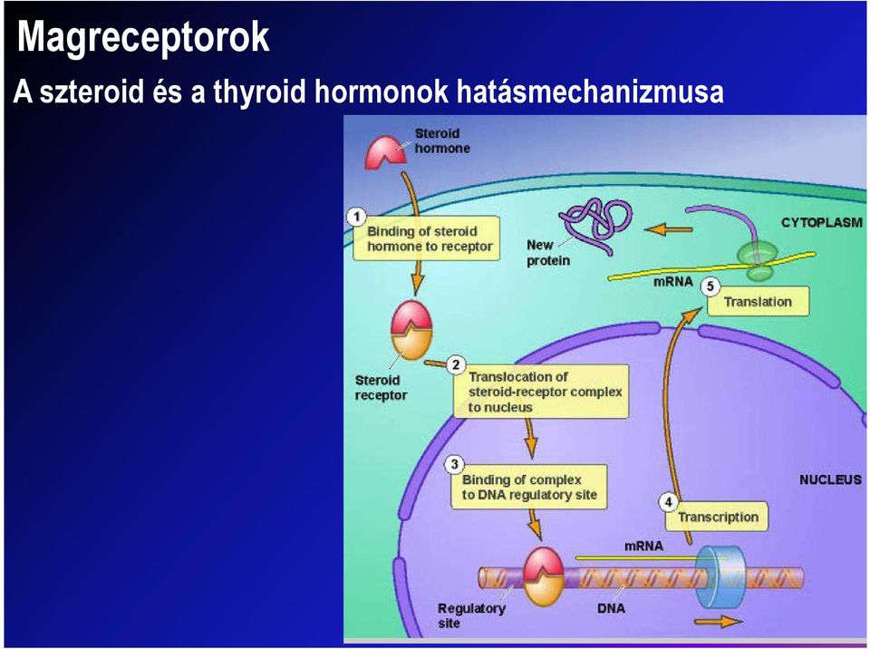 thyroid