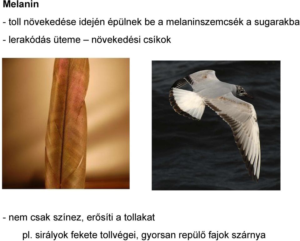 növekedési csíkok - nem csak színez, erősíti a