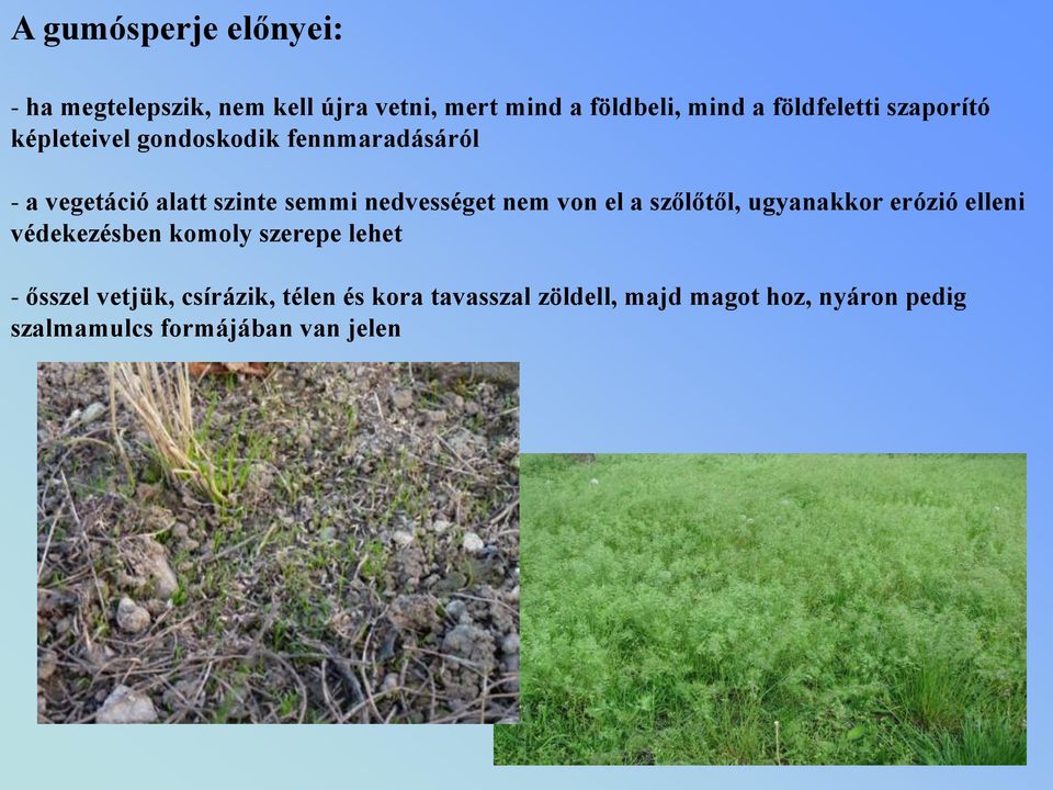 nedvességet nem von el a szőlőtől, ugyanakkor erózió elleni védekezésben komoly szerepe lehet -